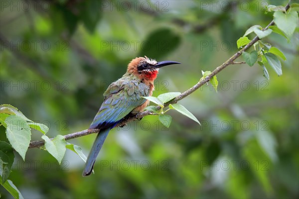 White-fronted bee-eater (Merops bullockoides), adult, on wait, Kruger National Park, Kruger National Park, South Africa, Africa