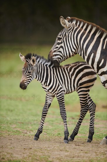 Plains zebra (Equus quagga) mother with foal in the dessert, captive, distribution Africa