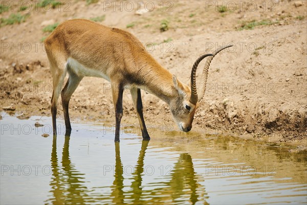 Southern lechwe (Kobus leche) in a waterhole in the dessert, captive, distribution Africa