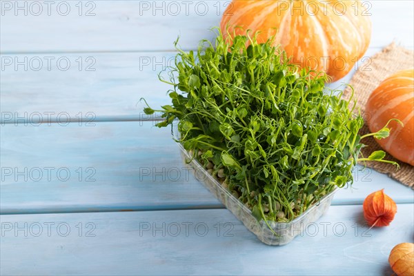 Microgreen sprouts of pea with pumpkin on blue wooden background. Side view, copy space, close up