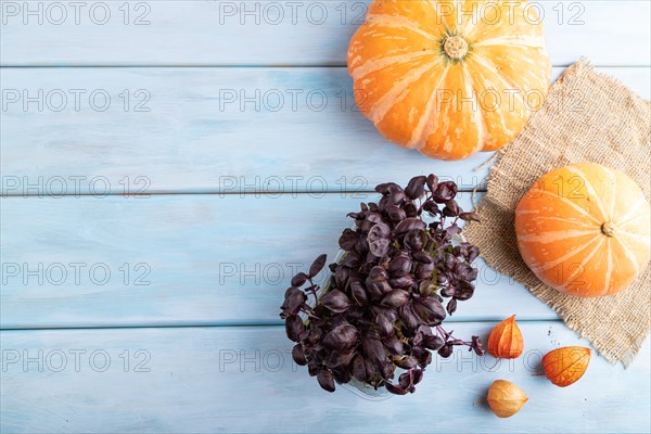 Microgreen sprouts of purple basil with pumpkin on blue wooden background. Top view, flat lay, copy space