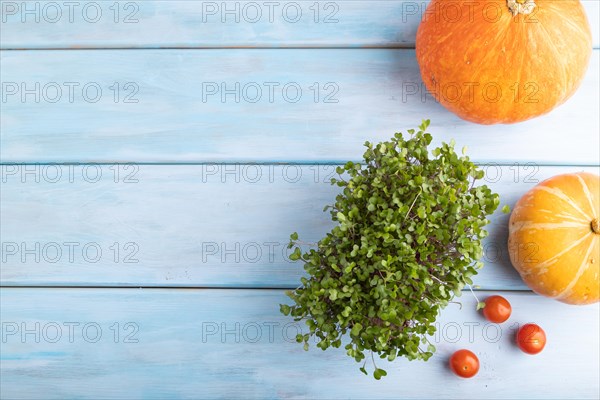Microgreen sprouts of kohlrabi cabbage with pumpkin on blue wooden background. Top view, flat lay, copy space