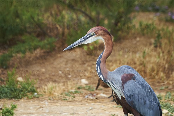 Goliath heron (Ardea goliath) standing in the bushes at the water, captive