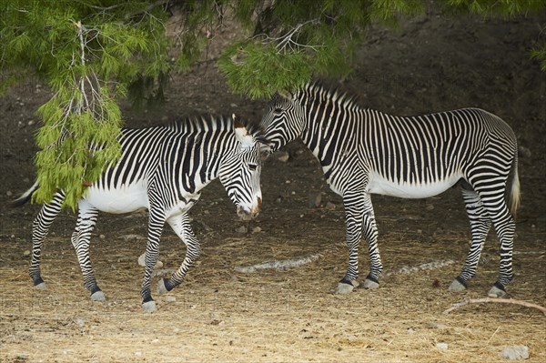 Plains zebras (Equus quagga) standing under a scots pine in the dessert, captive, distribution Africa