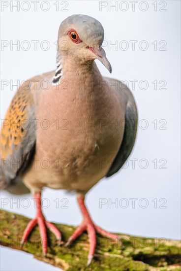 Turtle dove (Streptopelia turtur) sitting on a branch. Bas-Rhin, Alsace, Grand Est, France, Europe