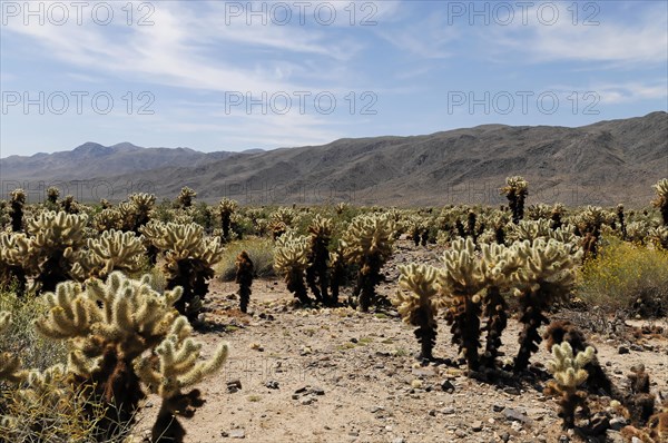 Joshua trees (Yucca brevifolia), Joshua Tree National Park, Palm Desert, Southern California, USA, North America