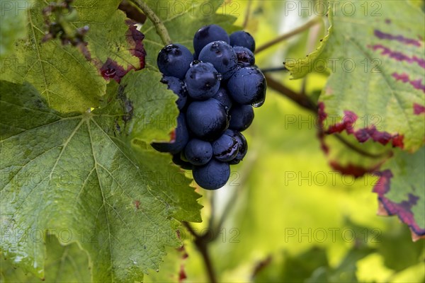 Blue grapes (Vitis sp.) on the vine, with raindrops, Southern Palatinate, Palatinate, Rhineland-Palatinate, Germany, Europe