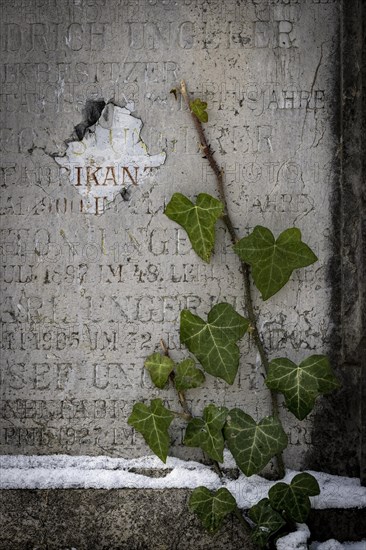 Gravestone with common ivy (Hedera helix), Munich, Bavaria, Germany, Europe