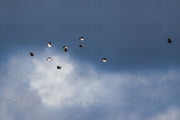 Northern Lapwing, Vanellus vanellus, birds in flight on cloudy sky