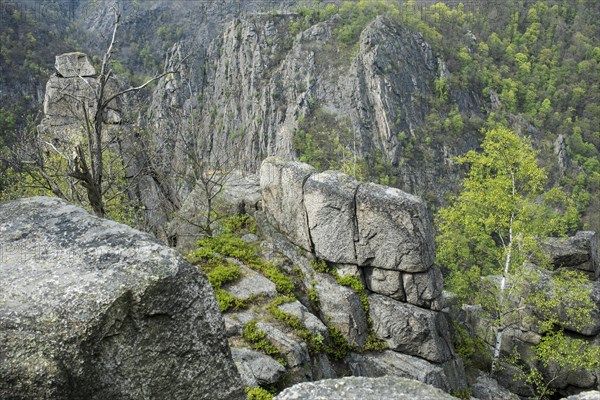 View of rocks and trees in the Bode Valley from the Hexentanzplatz, view of the Rosstrappe, steep rock face, sparse vegetation with various tree species: oak trees (Quercus), warty birch (Betula pendula), european rowan (Sorbus aucuparia) or rowan berry or rowan tree, maple (Acer) and pine (Pinus), tree skeleton, dead wood, wool sack weathering, weathering, illustrates the rough aspects of nature, steep slope, rock, slope, mountains, low mountain range, leaf budding in spring, Eastern Harz, Saxony-Anhalt, Germany, Europe