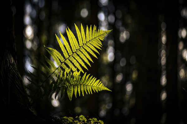 Fern (Polypodiopsida) backlit with forest in the background, Mindelheim, Unterallgaeu, Bavaria, Germany, Europe
