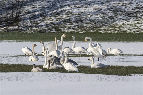 Whooper Swans (Cygnus cygnus) and tundra swans (Cygnus bewickii), Emsland, Lower Saxony, Germany, Europe