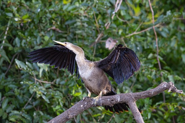 American darter (Anhinga anhinga) Pantanal Brazil