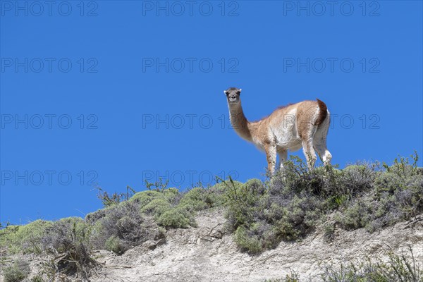 Guanaco (Llama guanicoe), Huanako, Torres del Paine National Park, Patagonia, End of the World, Chile, South America