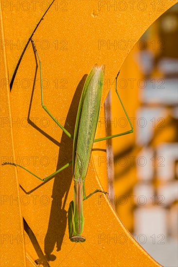 Closeup of praying mantis on orange metal structure on a sunny afternoon