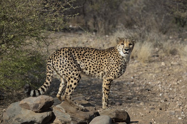 Cheetah (Acinonyx jubatus) with bloody mouth after feeding, Khomas region, Namibia, Africa