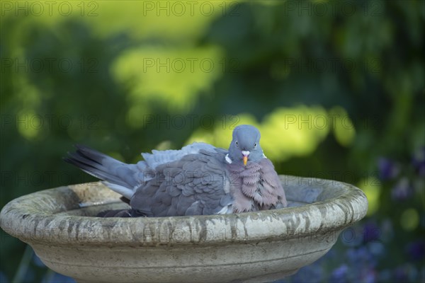 Wood pigeon (Columba palumbus) adult bird in a garden bird bath, Suffolk, England, United Kingdom, Europe