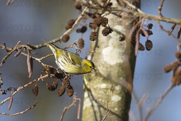 European siskin (Spinus spinus) adult bird feeding on Alder (Alnus glutinosa) tree seeds, Suffolk, England, United Kingdom, Europe