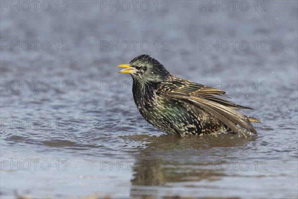 European starling (Sturnus vulgaris) adult bird bathing in a shallow puddle, Dorset, England, United Kingdom, Europe
