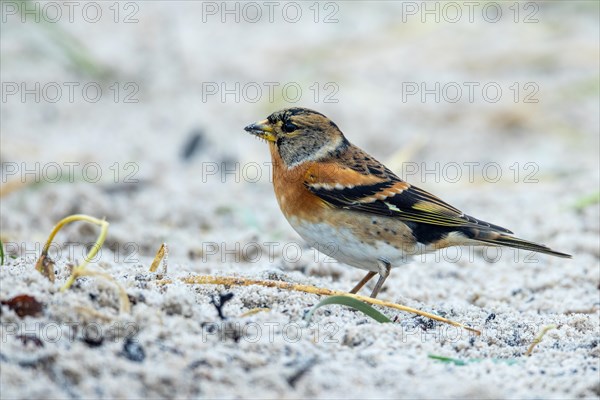 Brambling, Heligoland