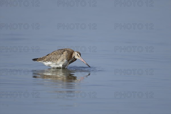 Black tailed godwit (Limosa limosa) adult bird washing itself in a shallow lagoon, Lincolnshire, England, United Kingdom, Europe