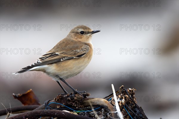 Wheatear, Heligoland