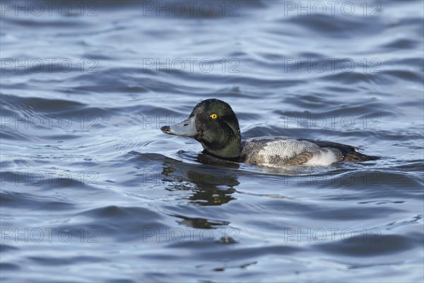 Scaup duck (Aythya marila) adult male bird on a lake, Cambridgeshire, England, United Kingdom, Europe