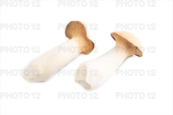 King Oyster mushrooms or Eringi (Pleurotus eryngii) isolated on white background. Side view