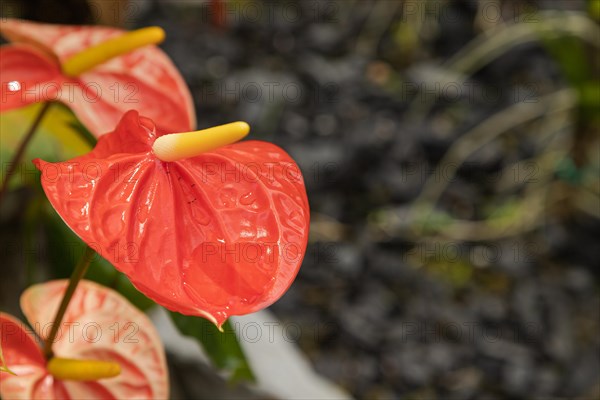 Pink and red anthurium flower in botanical garden, selective focus, copy space, malaysia, Kuching orchid park