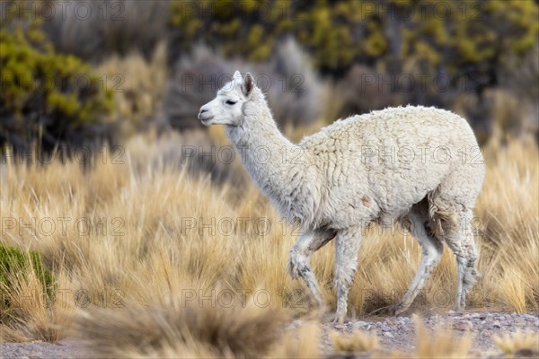 Alpaca bolivia