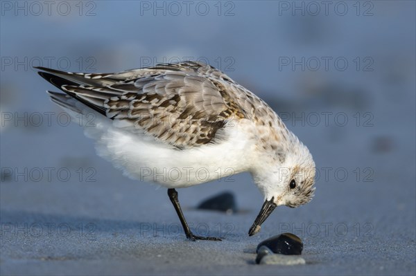 Sanderling