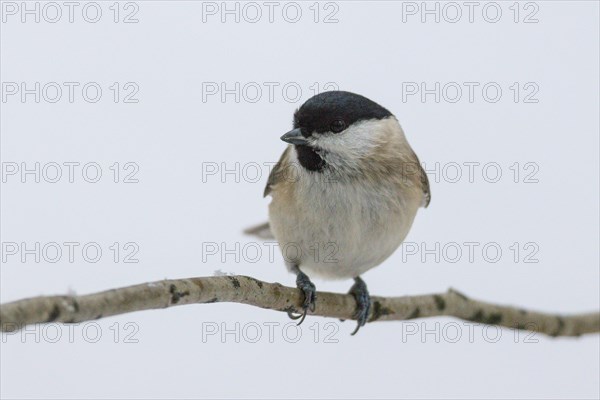 marsh tit