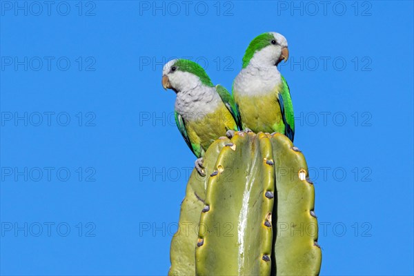 Monk parakeet