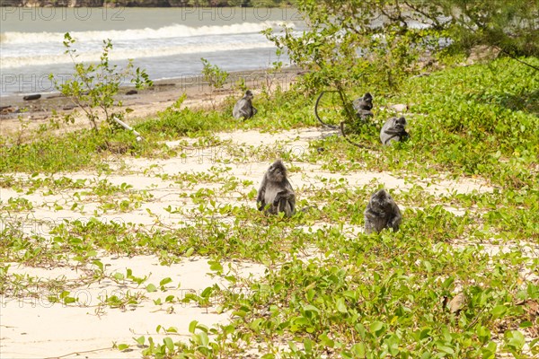 Silvery lutung or silvered leaf langur monkey (Trachypithecus cristatus) in Bako national park, pack on the sand beach. Borneo, Malaysia, Asia