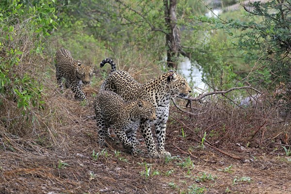 Leopard (Panthera pardus), adult, cubs, group, running, stalking, Sabi Sand Game Reserve, Kruger NP, Kruger National Park, South Africa, Africa