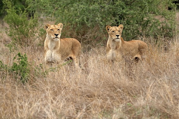 Lion (Panthera leo), adult, female, two females, vigilant, Sabi Sand Game Reserve, Kruger National Park, Kruger National Park, South Africa, Africa