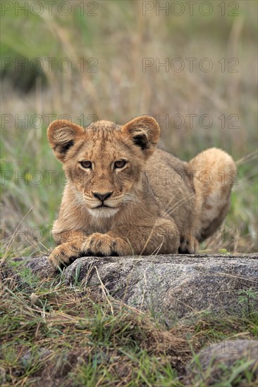 Lion (Panthera leo), young, alert, sitting, Sabi Sand Game Reserve, Kruger National Park, Kruger National Park, South Africa, Africa