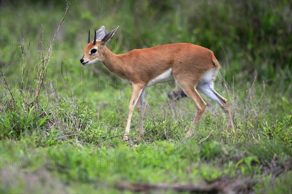 Steenbok (Raphicerus campestris), adult, male, foraging, vigilant, dwarf antelope, Kruger National Park, Kruger National Park, South Africa, Africa