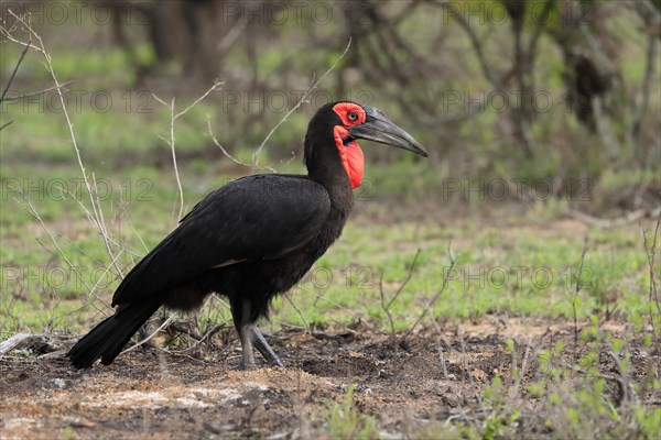 Southern ground hornbill (Bucorvus leadbeateri), adult, foraging, alert, Kruger National Park, Kruger National Park, South Africa, Africa