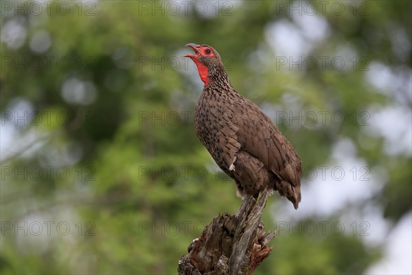 Swainson's spurfowl (Pternistis swainsonii), adult, on wait, calling, Kruger National Park, Kruger National Park, South Africa, Africa