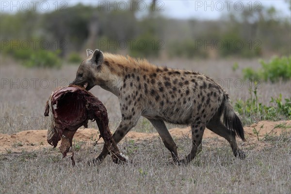 Spotted hyena (Crocuta crocuta), adult, with prey, carrying prey, running, Sabi Sand Game Reserve, Kruger National Park, Kruger National Park, South Africa, Africa