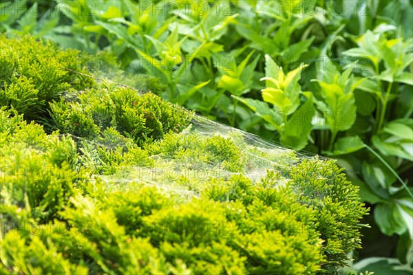 Thuja Occidentalis, western red cedar shrub with beautiful spider net in sunlight in the garden, natural texture