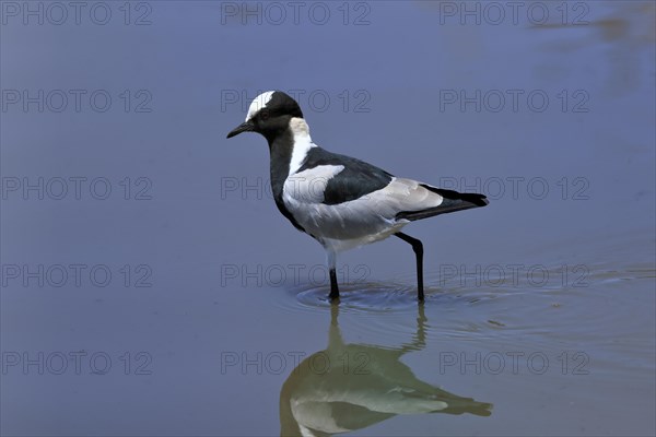 Black-headed Lapwing, (Vanellus armatus), adult, in water, foraging, alert, Kruger National Park, Kruger National Park, South Africa, Africa