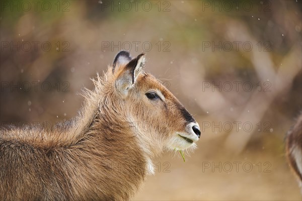 Waterbuck (Kobus defassa), portrait, captive, distribution Africa