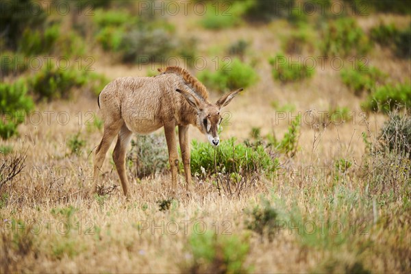 Roan Antelope (Hippotragus equinus) youngster in the dessert, captive, distribution Africa