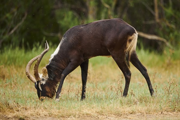 Nile lechwe (Kobus megaceros), standing, captive, distribution Africa