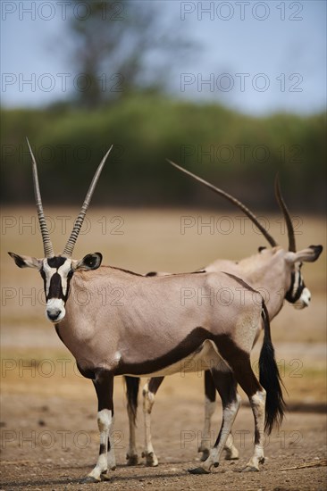 South African oryx (Oryx gazella) in the dessert, captive, distribution Africa