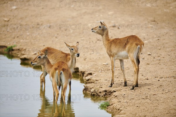 Southern lechwe (Kobus leche) at a waterhole in the dessert, captive, distribution Africa