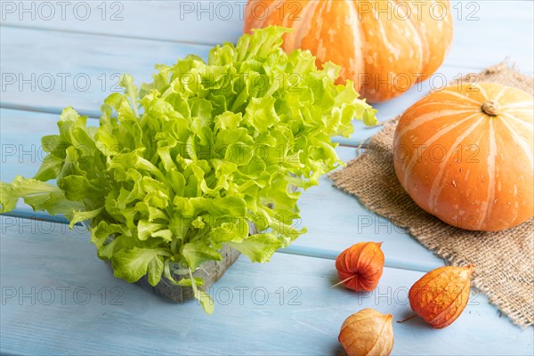 Microgreen sprouts of lettuce with pumpkin on blue wooden background. Side view, close up