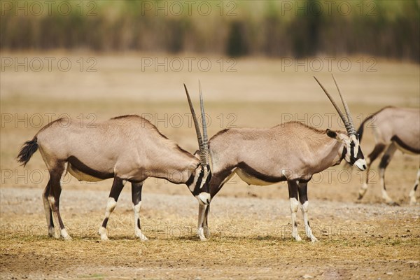 South African oryx (Oryx gazella) in the dessert, captive, distribution Africa